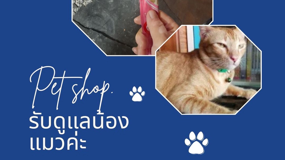 ดูแลน้องแมว