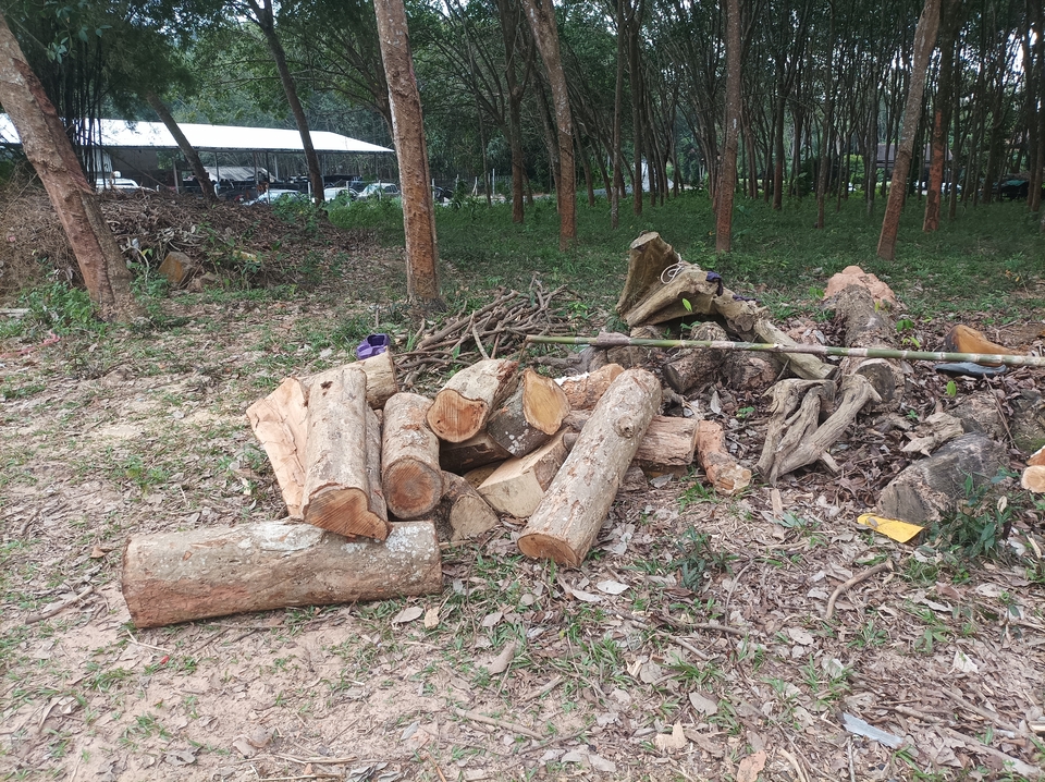 รับจ้างตัดต้นไม้ใหญ่ บริการตัดต้นไม้ขนย้าย ราคาประหยัด