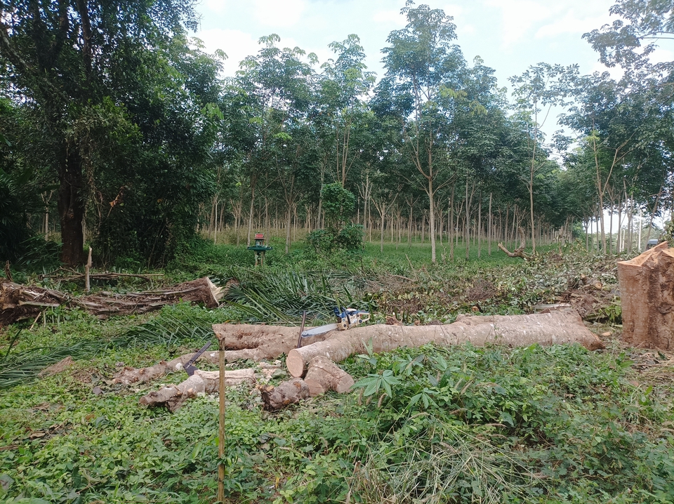 รับจ้างตัดต้นไม้ใหญ่ บริการตัดแต่งต้นไม้ ขนย้าย ราคาถูก