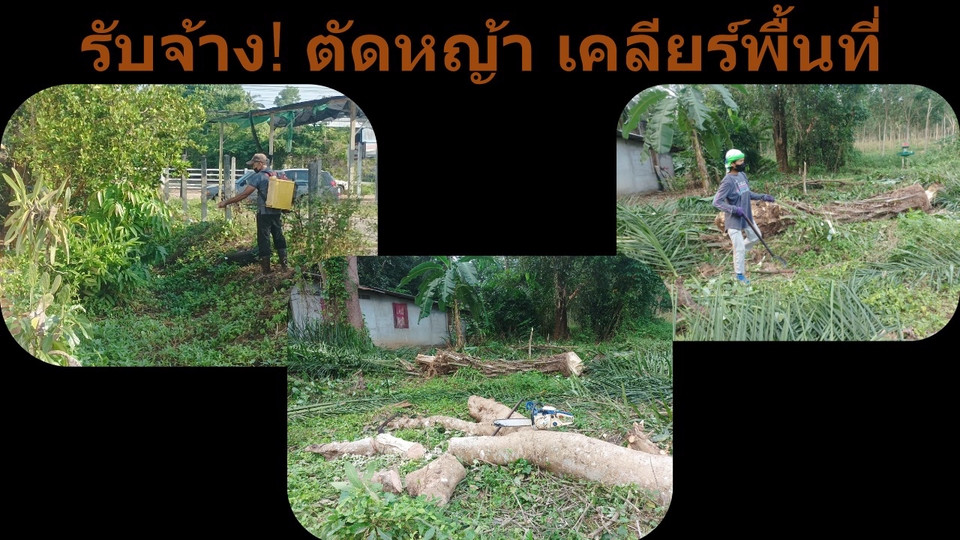 รับจ้างตัดต้นไม้ใหญ่ ตัดหญ้า ถางป่า ราคาถูก