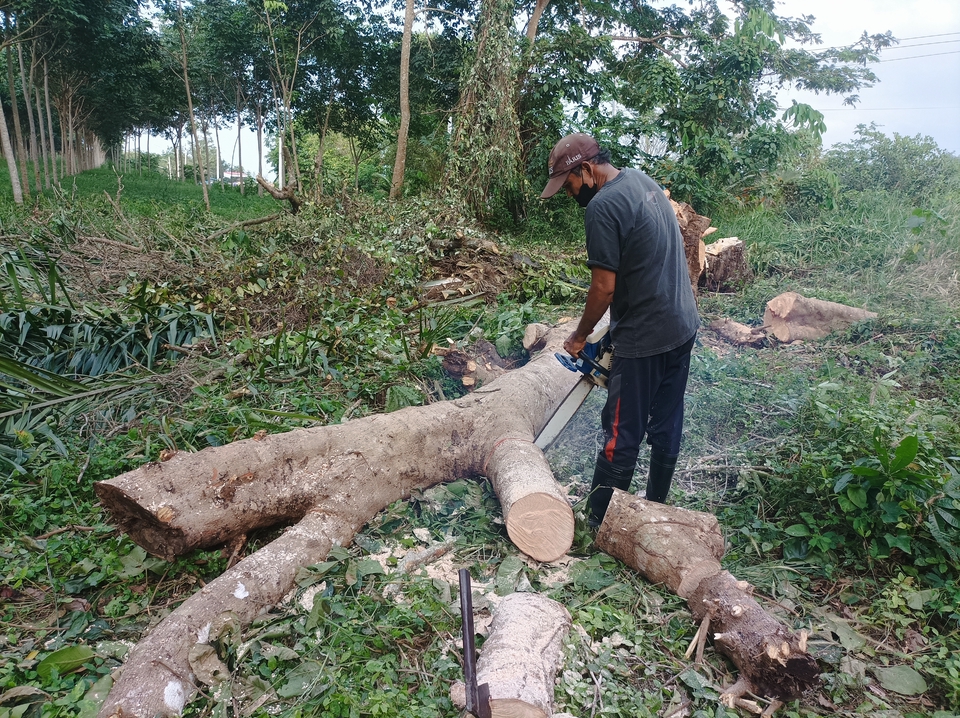 รับจ้างตัดต้นไม้ใหญ่ บริการตัดต้นไม้ พร้อมขนทิ้ง ราคาประหยัด