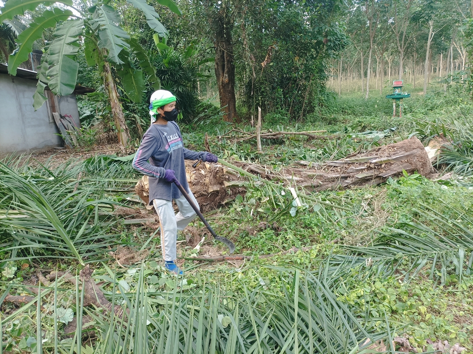 รับจ้างตัดต้นไม้ใหญ่และหญ้า บริการตัดต้นไม้ขนทิ้ง