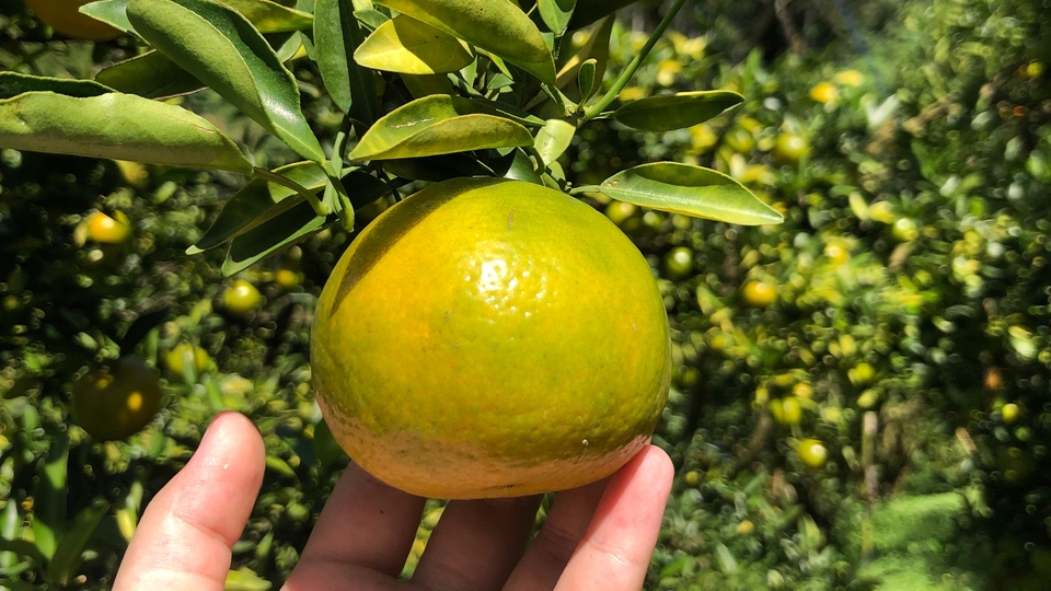 ส้มภาพเกี่ยวกับส้ม