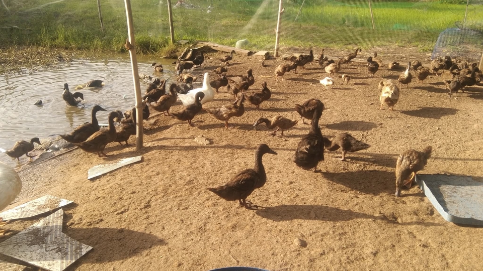 รับเลี้ยงสัตว์ปีก เป็ด ไก่ ห่าน ที่บ้านเรามีพื้นที่เยอะ เอามาฝากเราได้