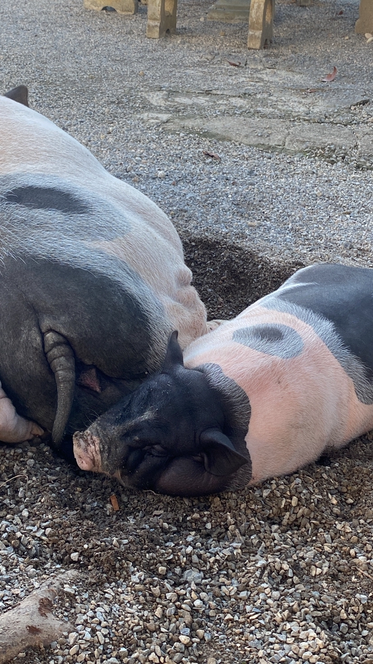 รับจ้างทำบุญออนไลน์ บริการทำบุญแทน หมูหลับสบาย