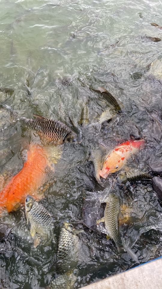 รับจ้างทำบุญออนไลน์ บริการใส่บาตร ปล่อยปลาทำบุญ