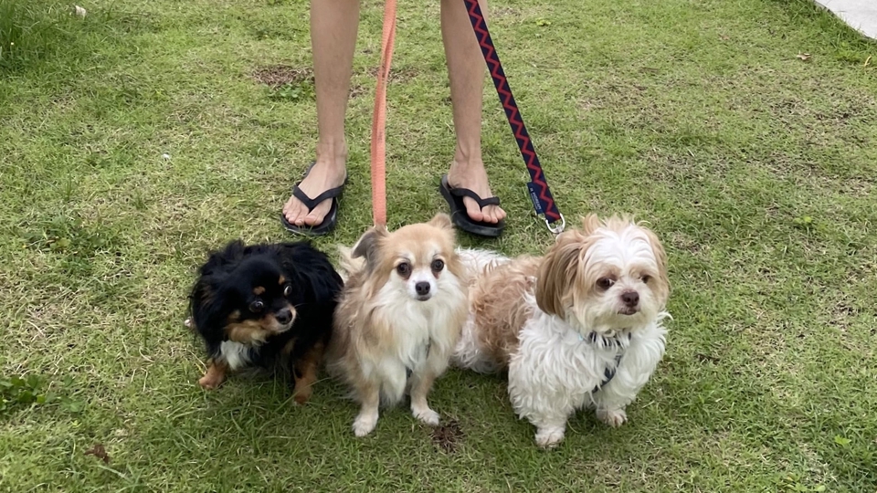 จูงสุนัข