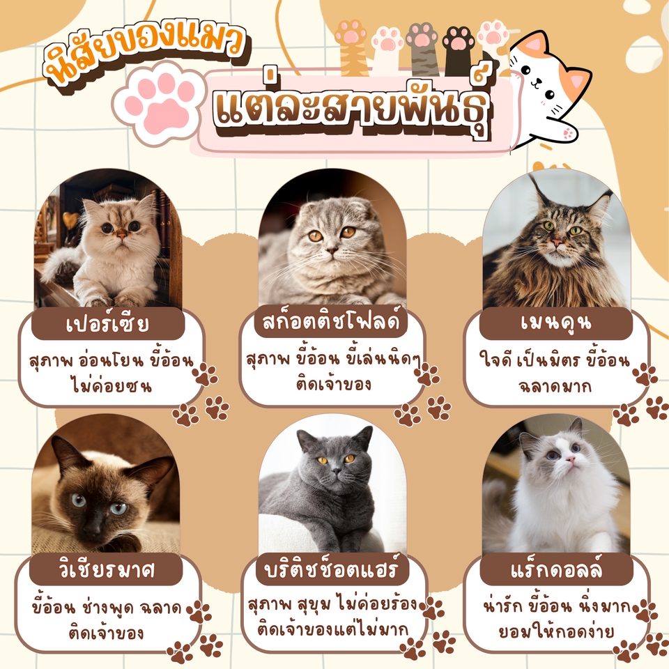 ออกแบบแบนเนอร์แมวสายพันธุ์ต่างๆ