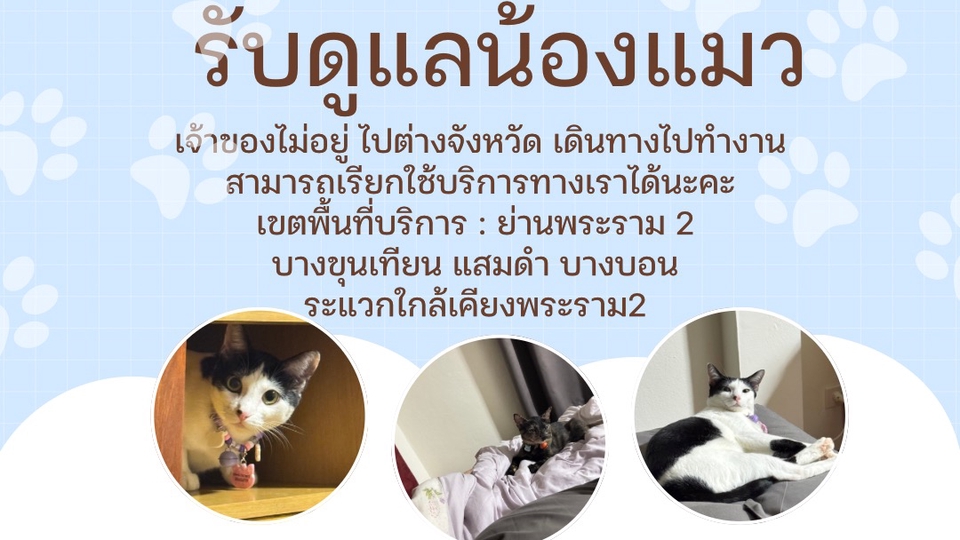รับดูแลแมว ดูแลแมวถึงบ้านสำหรับท่านไม่สะดวกให้น้องแมวไปฝากที่อื่น