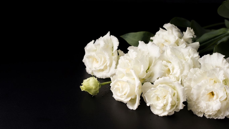 รับพิสูจน์อักษรภาษาไทยและอังกฤษ บริการตรวจคำผิด ดอกไม้ขาว