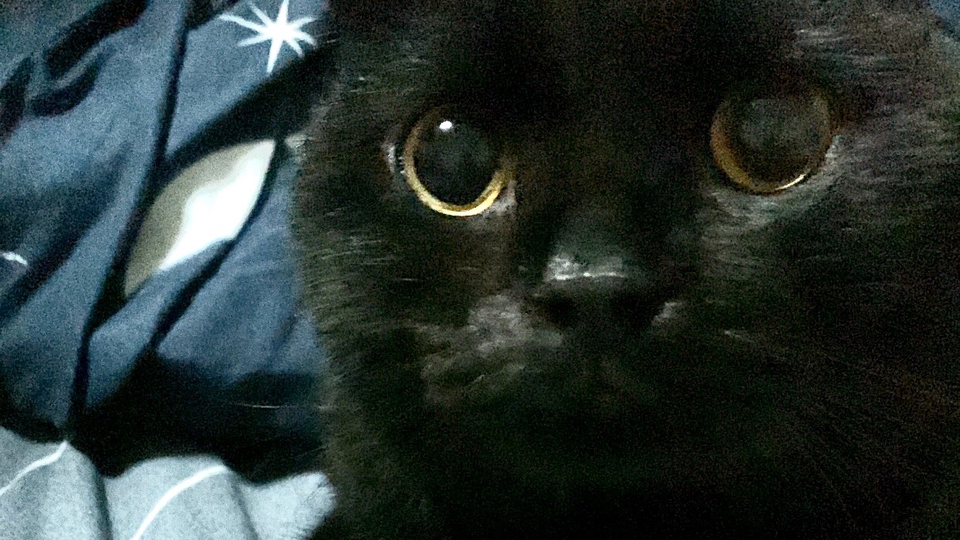 รับจ้างเก็บอึอึ๊แมวสำหรับท่านใดที่ไม่ว่าง ให้เราช่วยคุณสิคะ ครั้งละ 30-80 บาท ไม่รวมค่าเดินทาง