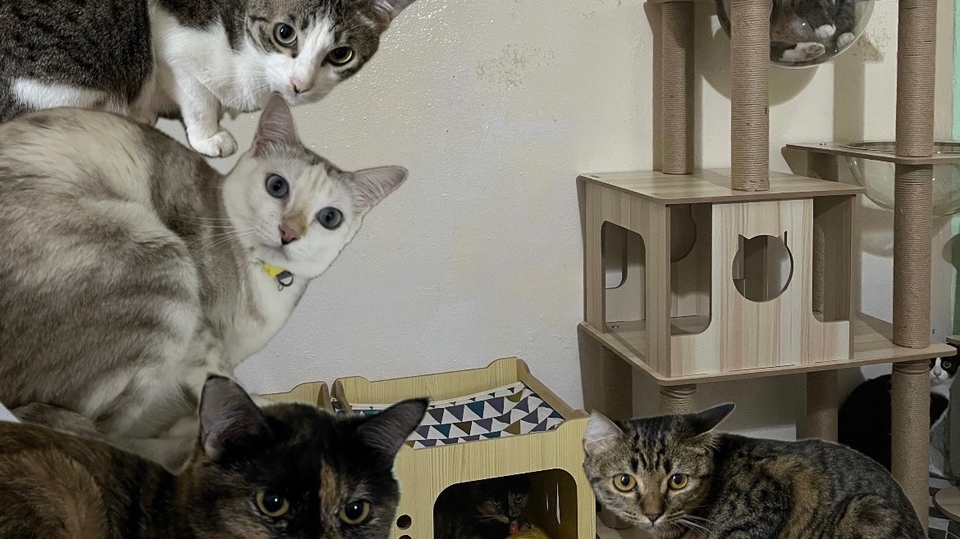 มีประสบการณ์เลี้ยงแมวมากกว่า8ตัว