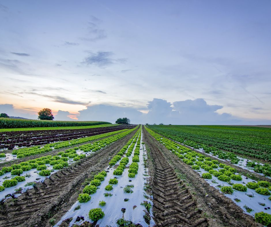 อื่นๆ - รับวางแผนผลิตพืช ทั้งกระบวนการ ตั้งแต่วางแผนปลูก ดูแล ไปจนถึงเก็บเกี่ยวผลผลิต - 2