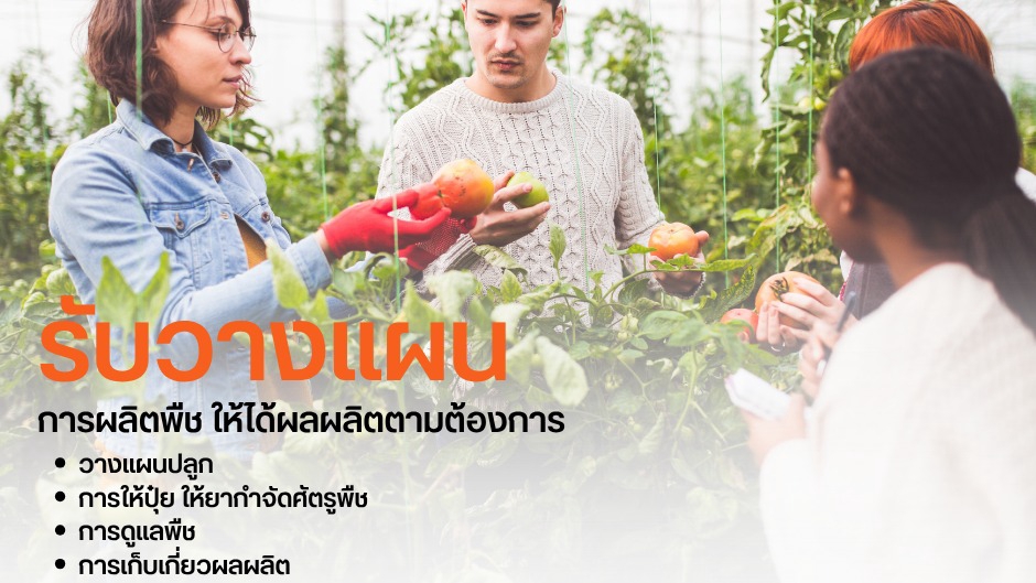 รับวางแผนผลิตพืชทั้งกระบวนการ