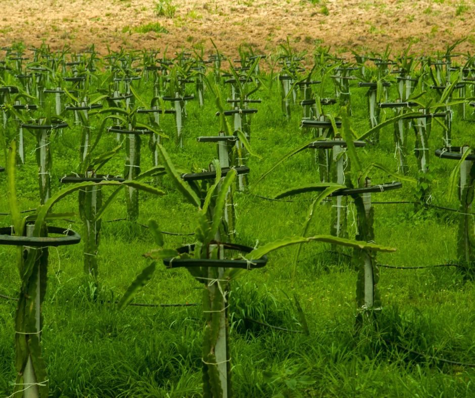 อื่นๆ - รับวางแผนผลิตพืช ทั้งกระบวนการ ตั้งแต่วางแผนปลูก ดูแล ไปจนถึงเก็บเกี่ยวผลผลิต - 4