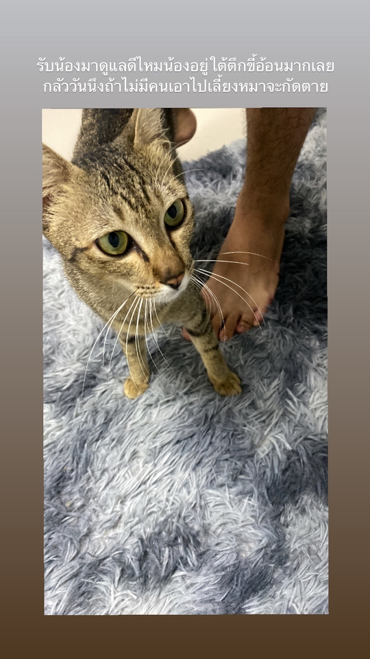 รับดูแลแมวตามบ้าน น่ารัก ขี้อ้อน