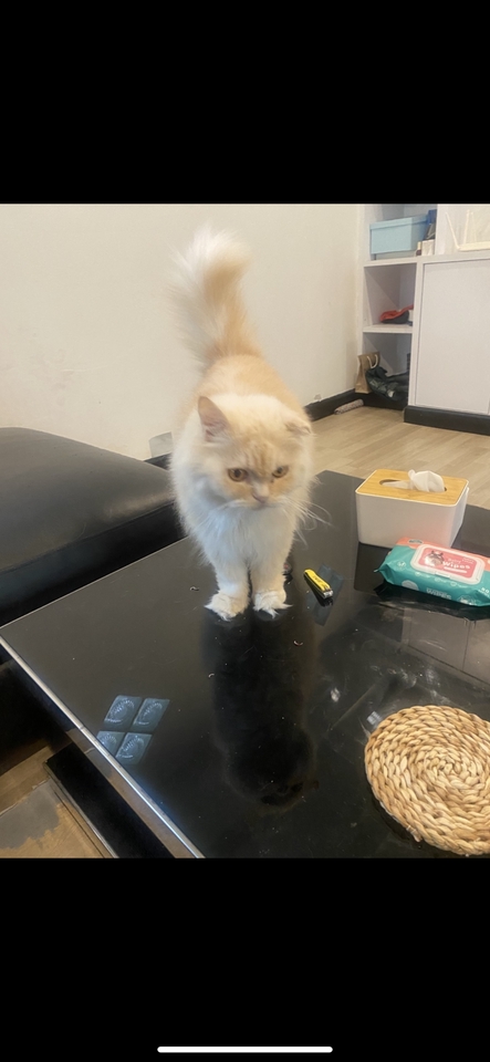 รับดูแลแมวที่บ้าน น่ารัก ขี้อ้อน บริการพี่เลี้ยงแมว