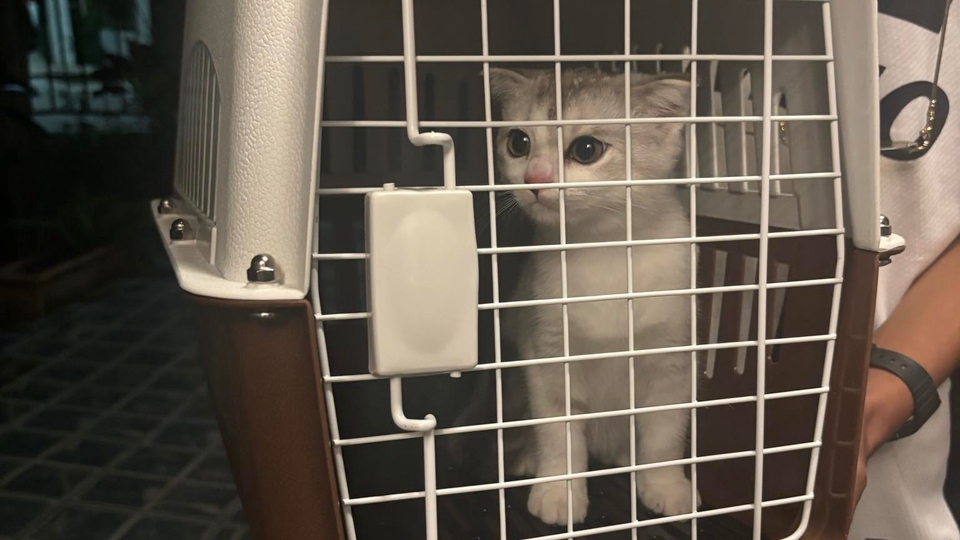 รับดูแลแมว ดูแลแมวที่บ้าน บริการพี่เลี้ยงแมว แมวน้อยในกรง