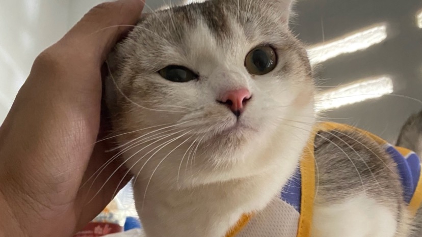 รับดูแลแมวตามบ้าน น่ารัก บริการพี่เลี้ยงแมว