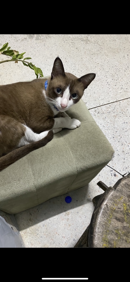 รับจ้างเลี้ยงแมว ดูแลแมวที่บ้าน พี่เลี้ยงแมว บริการดูแลแมว