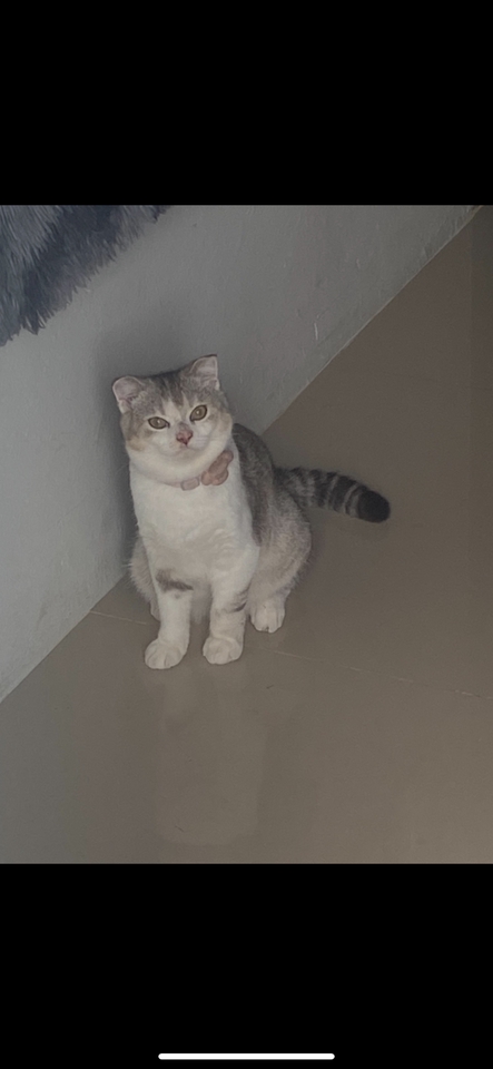 รับดูแลแมวตามบ้าน น่ารัก สุขภาพดี