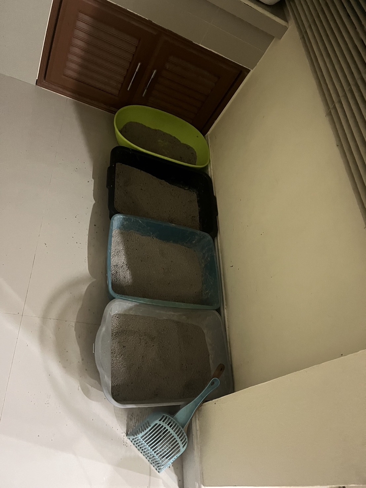 รับดูแลแมว ดูแลแมวหลายตัว พร้อมทรายแมว