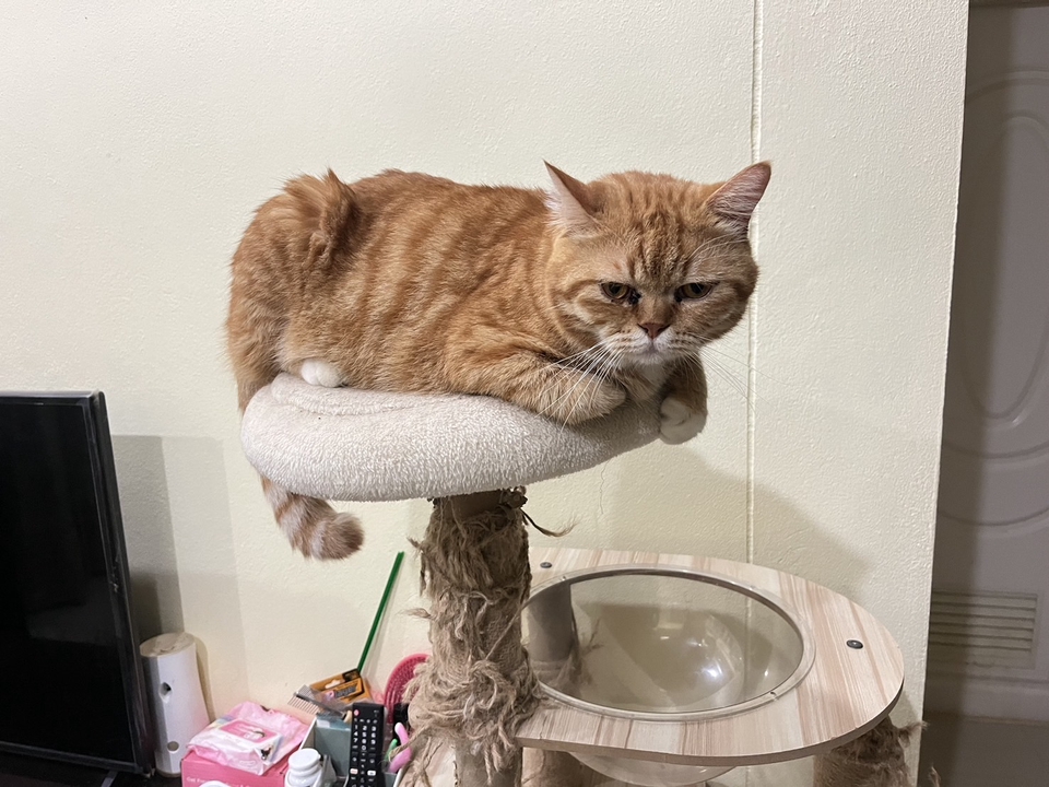 รับดูแลแมวที่บ้าน น้องแมวน่ารัก บริการพี่เลี้ยงแมว