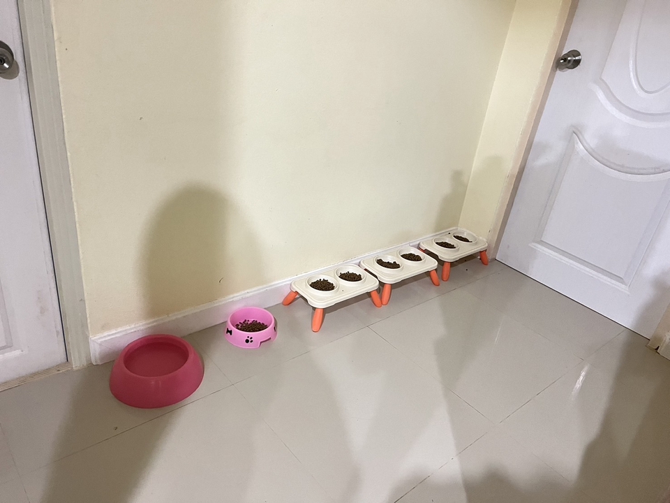 รับดูแลสัตว์เลี้ยงที่บ้าน พร้อมอาหารและอุปกรณ์ครบครัน