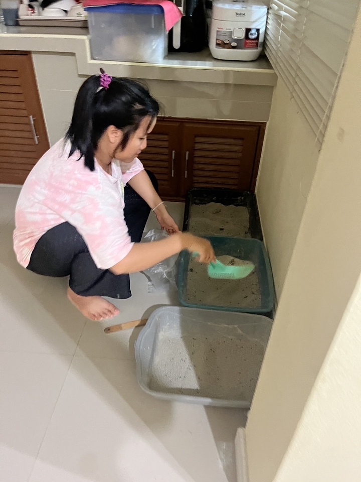 รับดูแลแมวที่บ้าน ทำความสะอาดกระบะทราย