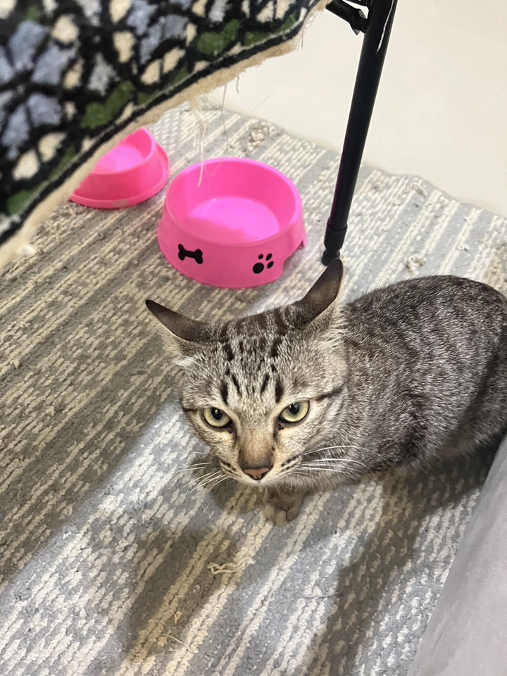 รับดูแลแมวที่บ้าน บริการพี่เลี้ยงแมว ดูแลแมวอย่างใกล้ชิด