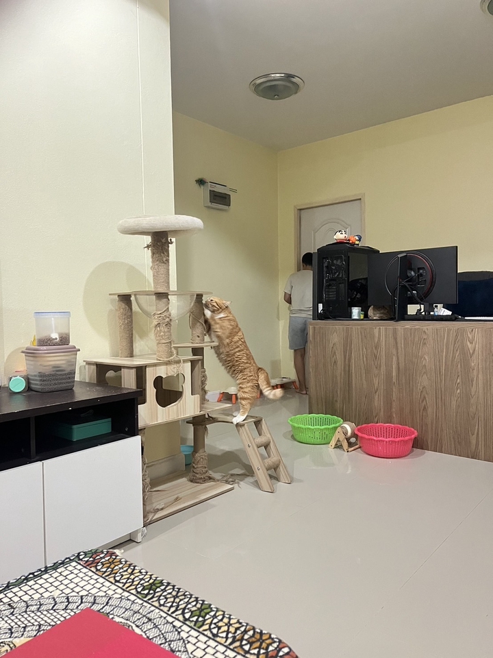 รับดูแลแมวตามบ้าน เลี้ยงแมว ดูแลแมวเล่น  บ้านพักแมว