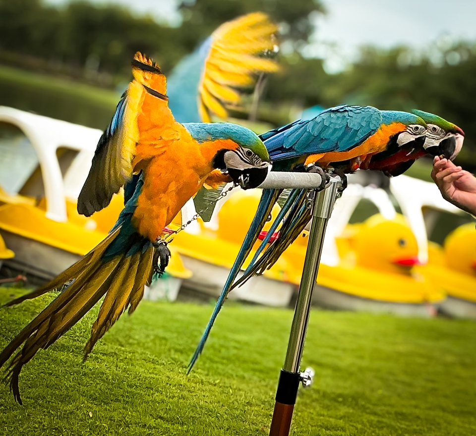 แต่งรูปสัตว์