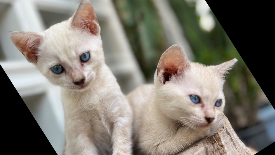 ภาพถ่าย มีมแมว