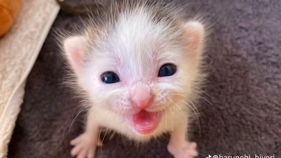 รับทำคอนเทนต์มาร์เก็ตติ้งน่ารัก เพิ่มยอดขายด้วยภาพแมวน่ารักๆ