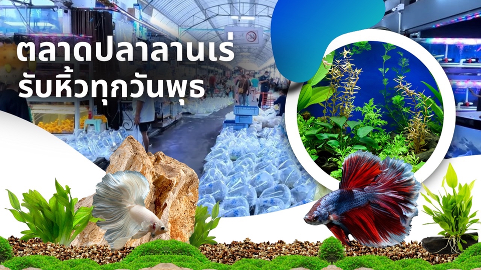 รับหิ้วสินค้าจากตลาดปลาลานเร่ จตุจักร | ปลากัด ปลาสวยงาม อุปกรณ์เลี้ยงปลา ของตกแต่งตู้สัตว์น้ำ 🐠🌿