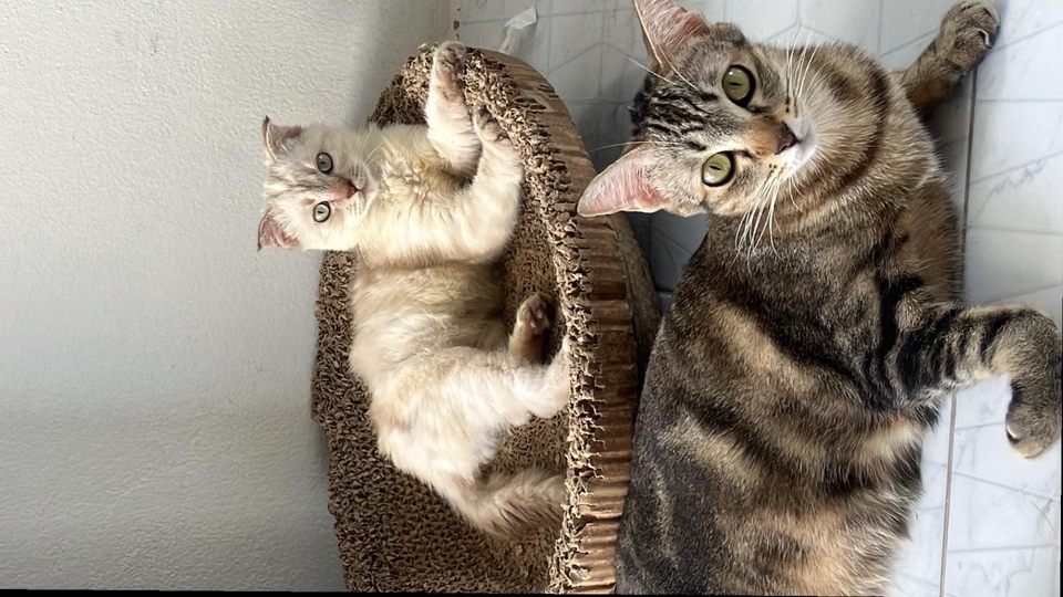 รับรีวิวสินค้าน้องแมว ลงช่องทาง tiktok iG FB