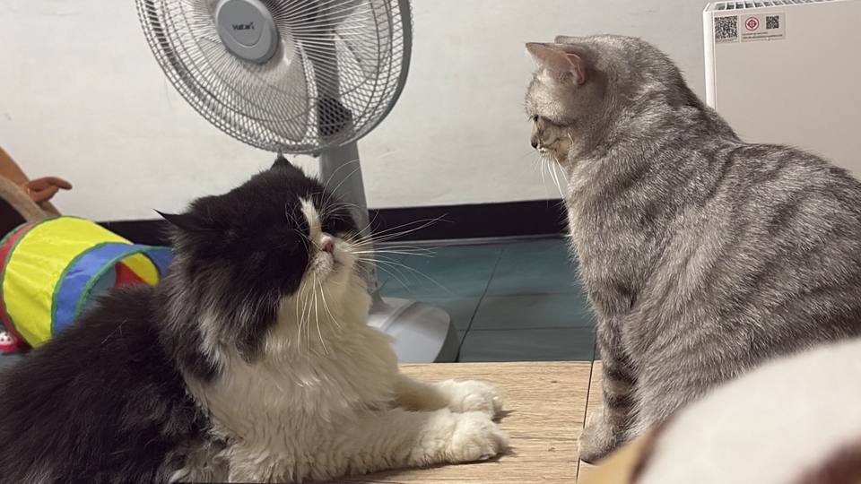 รับงานหาเงินค่าเปียกแมวค่ะ