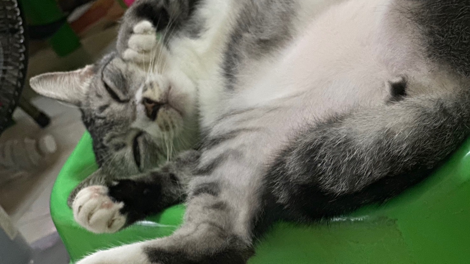 รับดูแลแมวที่บ้าน นอนหลับสบายใจ