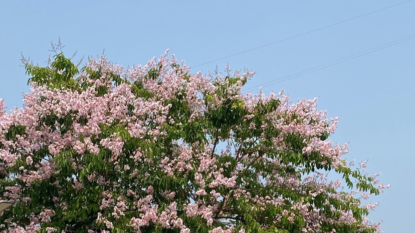 รับจ้างทั่วไป/แล้วแต่จะบัญชา