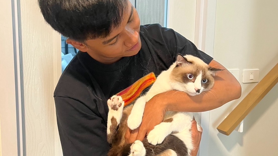 รับดูแลแมวตามบ้าน บริการพี่เลี้ยงแมว ดูแลแมวที่บ้าน