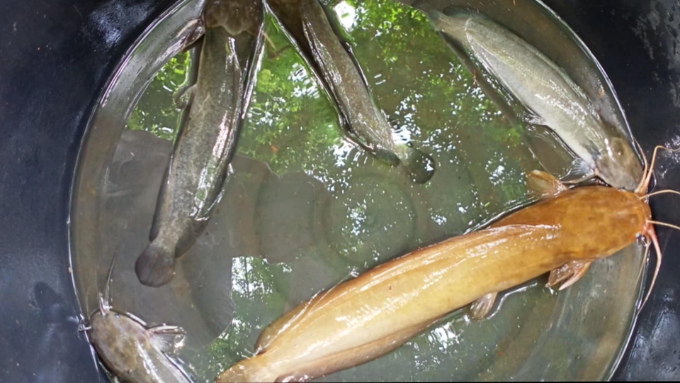 รับจ้างทำบุญ ปล่อยนก ปล่อยปลา ให้อาหารปลา