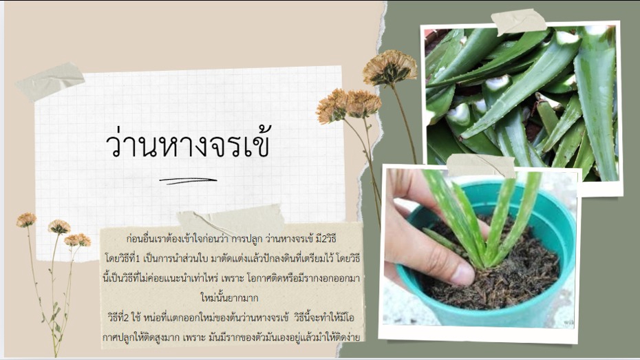 งานนำเสนอ