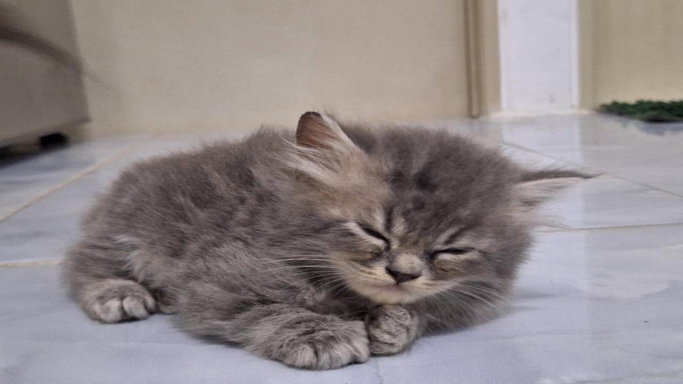 รับดูแลแมวตามบ้าน น้องแมวน่ารักหลับปุ๋ย
