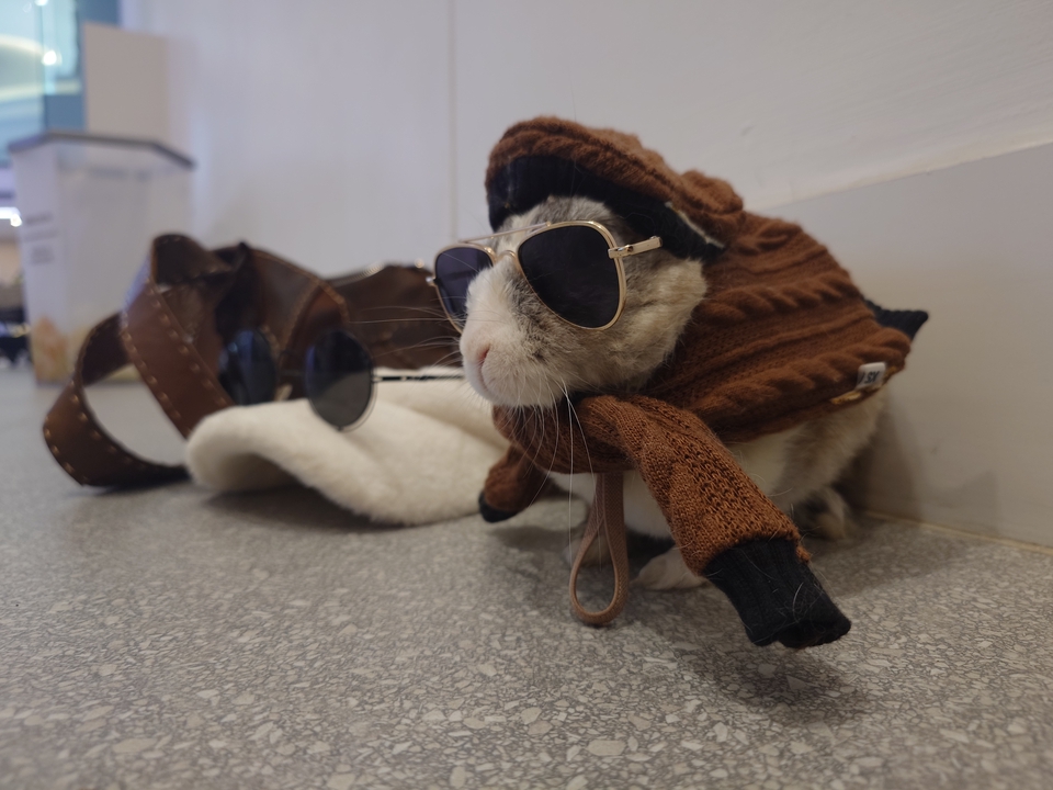 นายแบบ นางแบบสัตว์เลี้ยง - นางแบบกระต่าย // Bunny Model #เสินเจิ้นจิ๋ว - 2