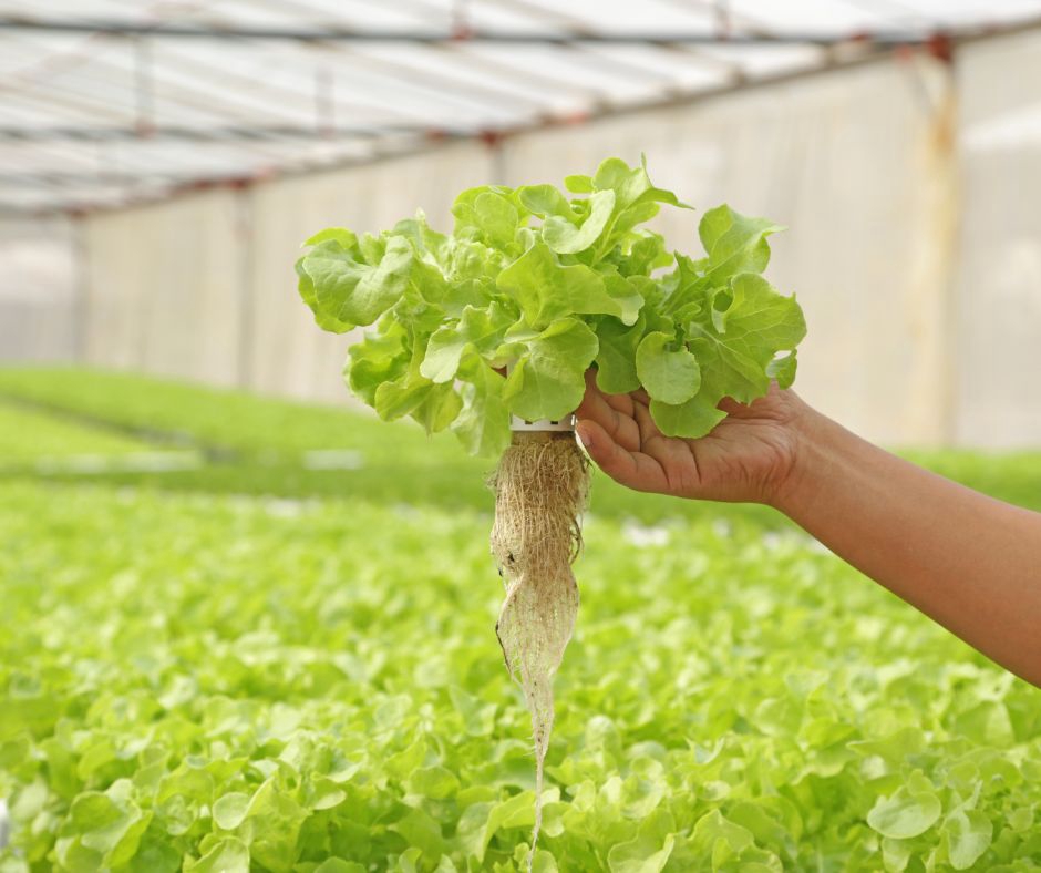 อื่นๆ - รับปรึกษาด้านการเกษตร ทำฟาร์ม ทำสวน หรือทำไร่ ตั้งแต่สถานที่ปลูก วางแผนผลิต จนกระทั่งการเก็บเกี่ยว - 11