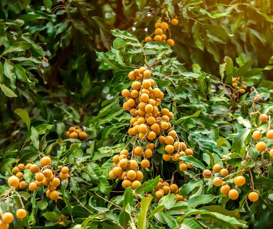 อื่นๆ - รับปรึกษาด้านการเกษตร ทำฟาร์ม ทำสวน หรือทำไร่ ตั้งแต่สถานที่ปลูก วางแผนผลิต จนกระทั่งการเก็บเกี่ยว - 8