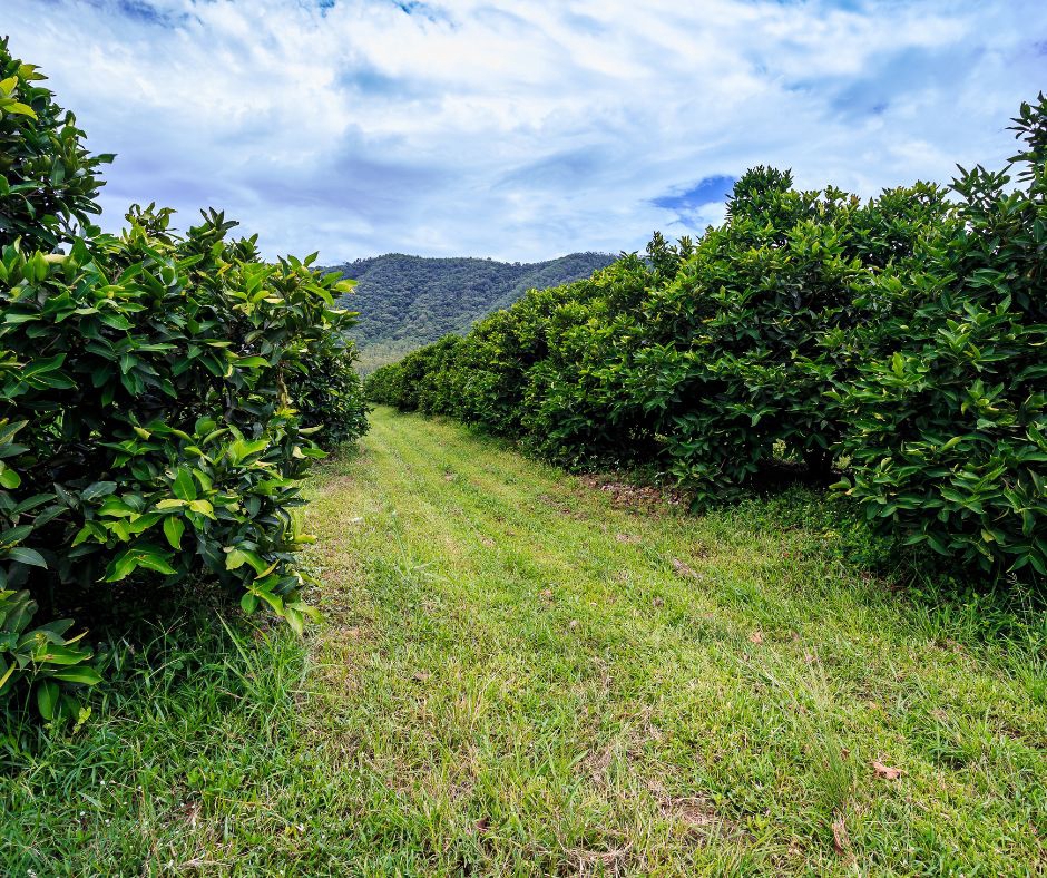 อื่นๆ - รับปรึกษาด้านการเกษตร ทำฟาร์ม ทำสวน หรือทำไร่ ตั้งแต่สถานที่ปลูก วางแผนผลิต จนกระทั่งการเก็บเกี่ยว - 4