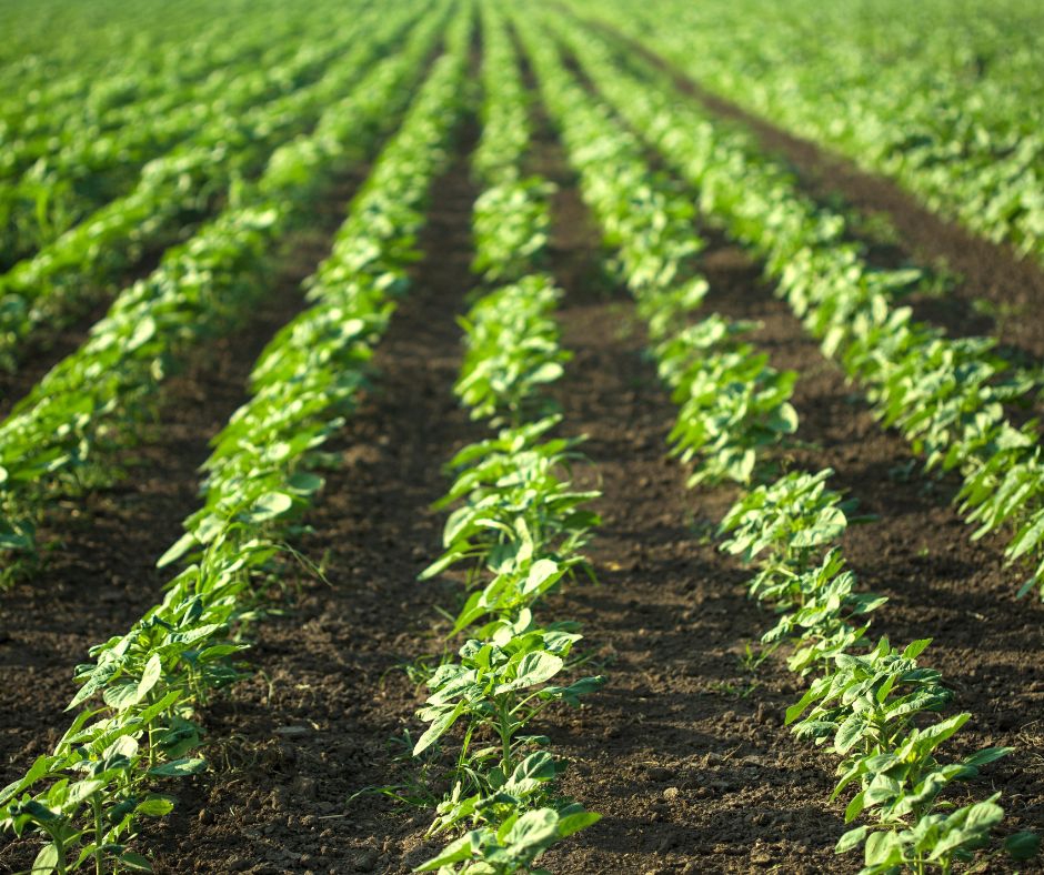 อื่นๆ - รับปรึกษาด้านการเกษตร ทำฟาร์ม ทำสวน หรือทำไร่ ตั้งแต่สถานที่ปลูก วางแผนผลิต จนกระทั่งการเก็บเกี่ยว - 7