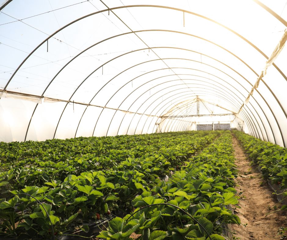 อื่นๆ - รับปรึกษาด้านการเกษตร ทำฟาร์ม ทำสวน หรือทำไร่ ตั้งแต่สถานที่ปลูก วางแผนผลิต จนกระทั่งการเก็บเกี่ยว - 12