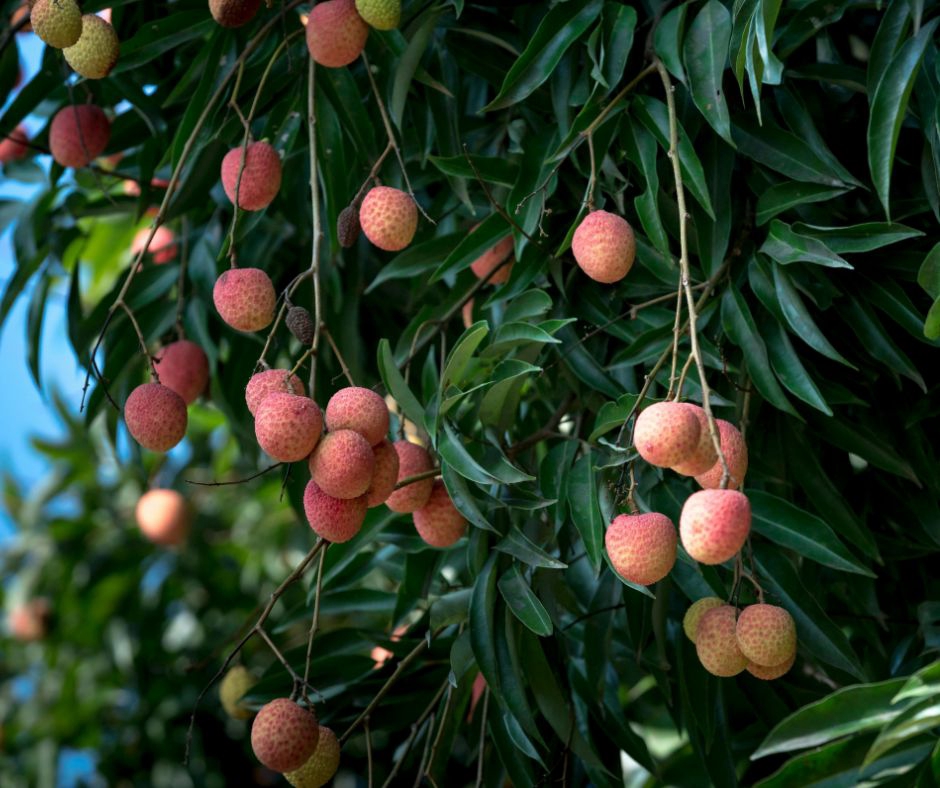 อื่นๆ - รับปรึกษาด้านการเกษตร ทำฟาร์ม ทำสวน หรือทำไร่ ตั้งแต่สถานที่ปลูก วางแผนผลิต จนกระทั่งการเก็บเกี่ยว - 9